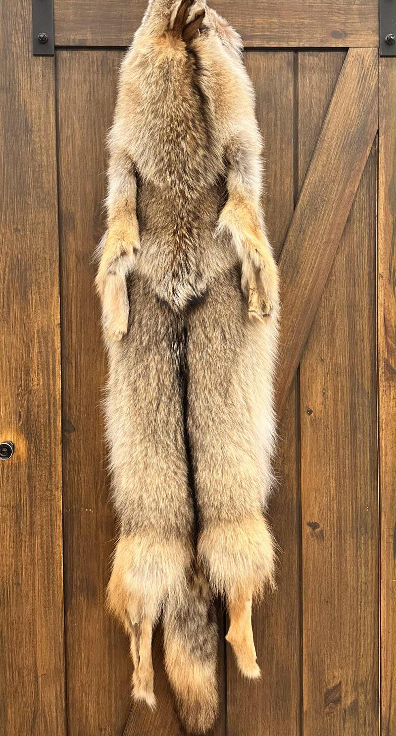 Full Coyote Fur