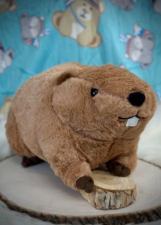 Indigenous Creatures