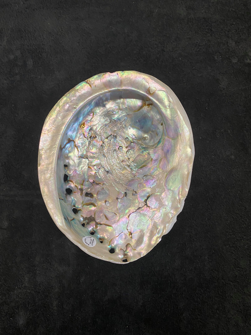 Abalone shells
